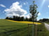 Junger Baum am Straßenrand mit grünen und gelben Feldern unter blauem Himmel mit weißen Wolken.