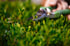 young-beautiful-florist-taking-care-flowers-focus-plant