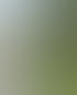 Heckenschnitt in Zürich und Umgebung | Botanica Greiner