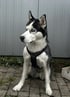 Schwarz-weißer Husky mit blauen Augen, der ein schwarzes Geschirr trägt und auf Pflastersteinen sitzt.