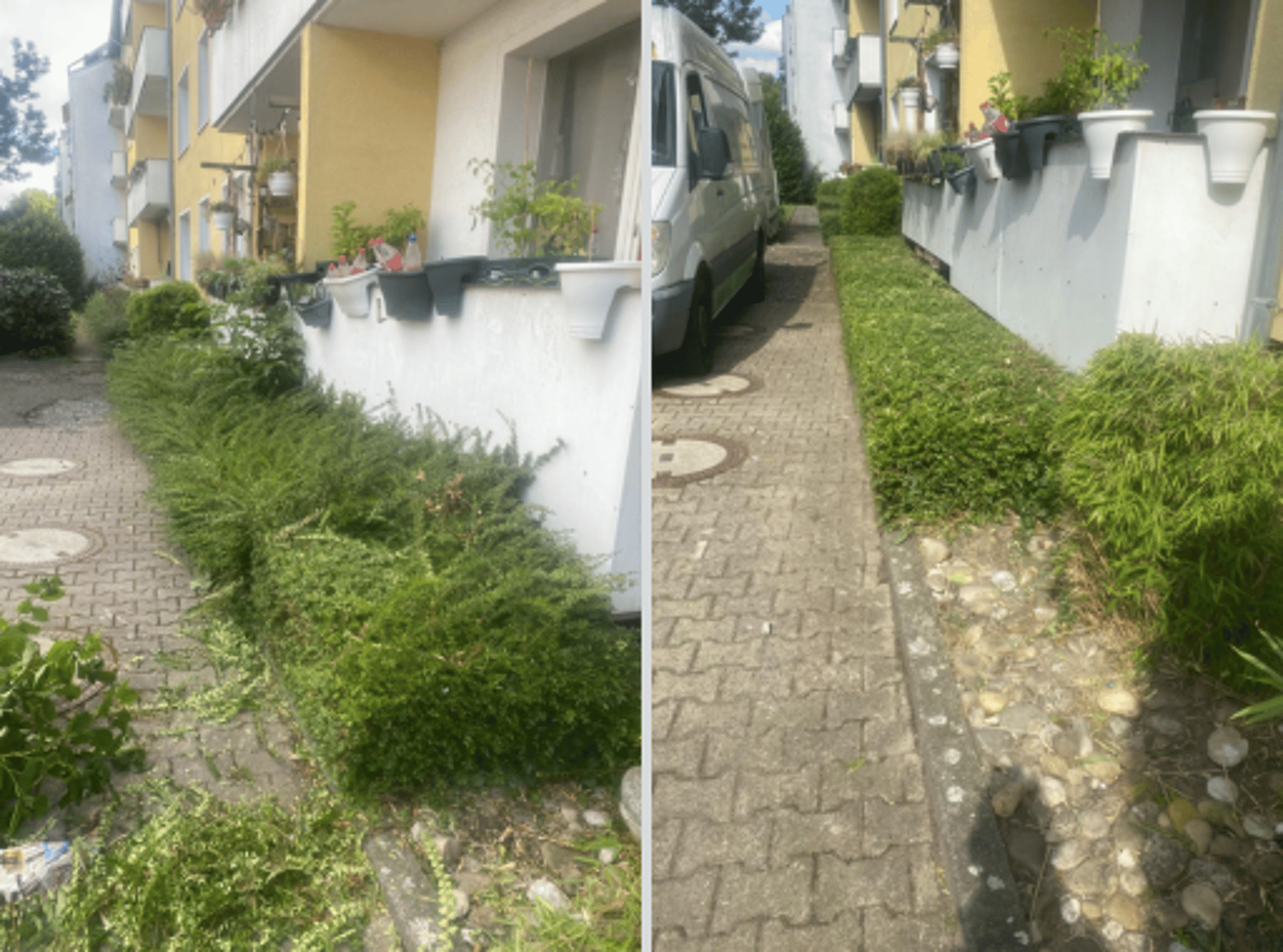 Vorher ungepflegte Hecke, nachher Vorgarten mit Eiben