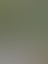 Ein schmaler Pfad führt durch einen dicht bewachsenen Garten mit hohen Bäumen, Efeu und blühenden Hortensien in Töpfen.