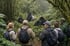 Mountain gorilla in protected habitat, Volcanoes National Park