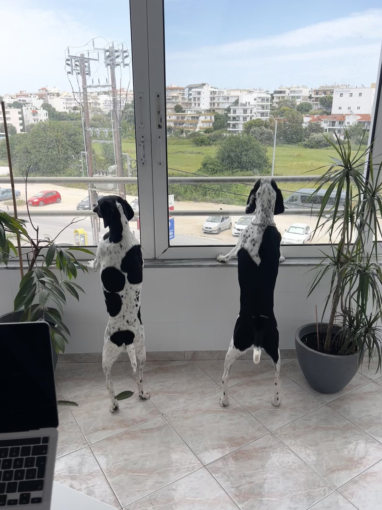 Zwei Hunde schauen aus dem Bürofenster