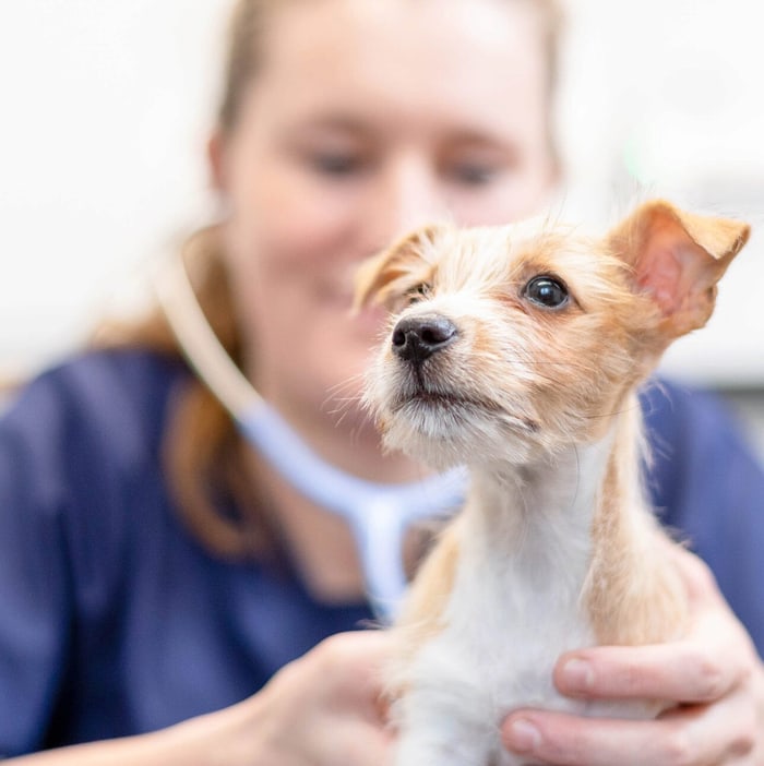 Arbeitsalltag bei Medivet