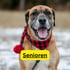Hund mit rotem und schwarzem Schal, lächelt; Text: Senioren