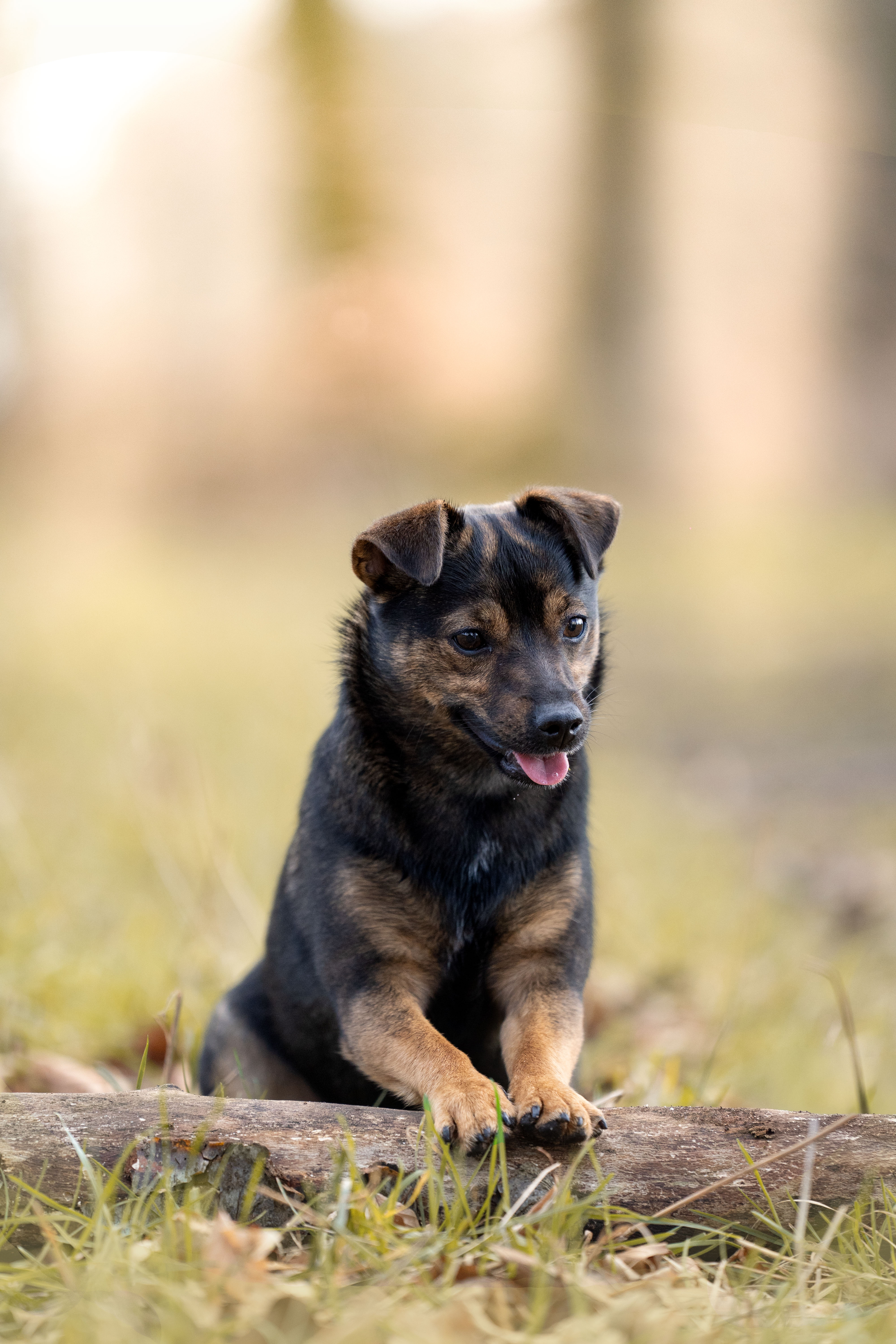 Hundefotografie von Katharina Middendorp