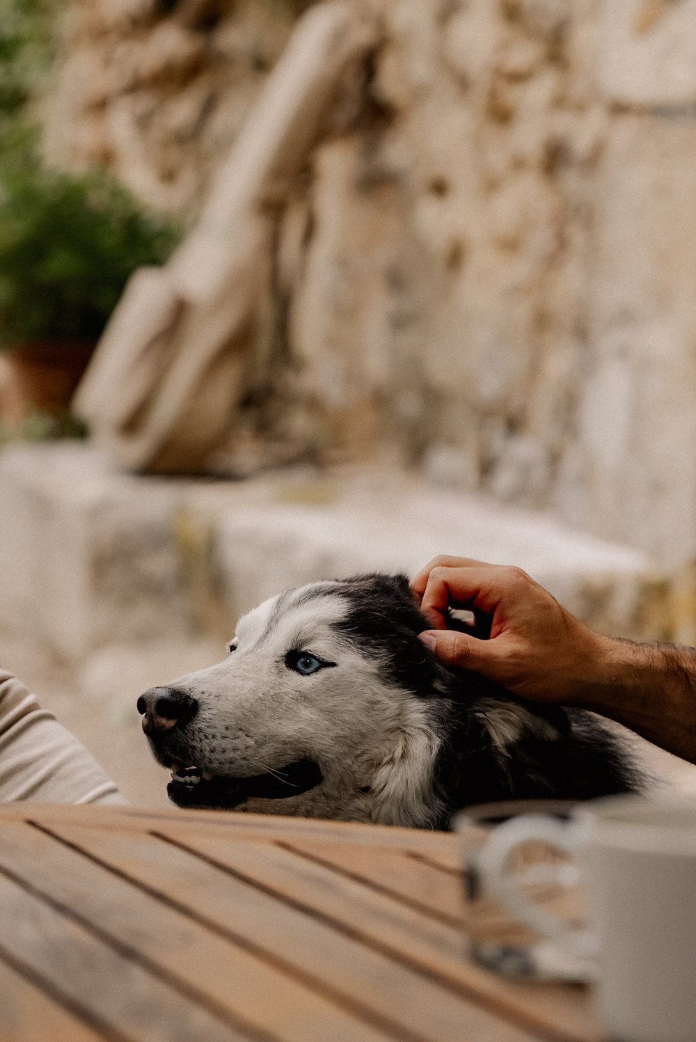 Hand streichelt einen Husky