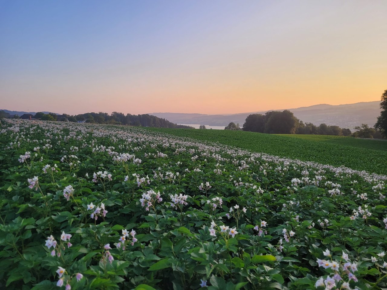 Blühendes Kartoffelfeld auf dem Hof bei Sonnenaufgang