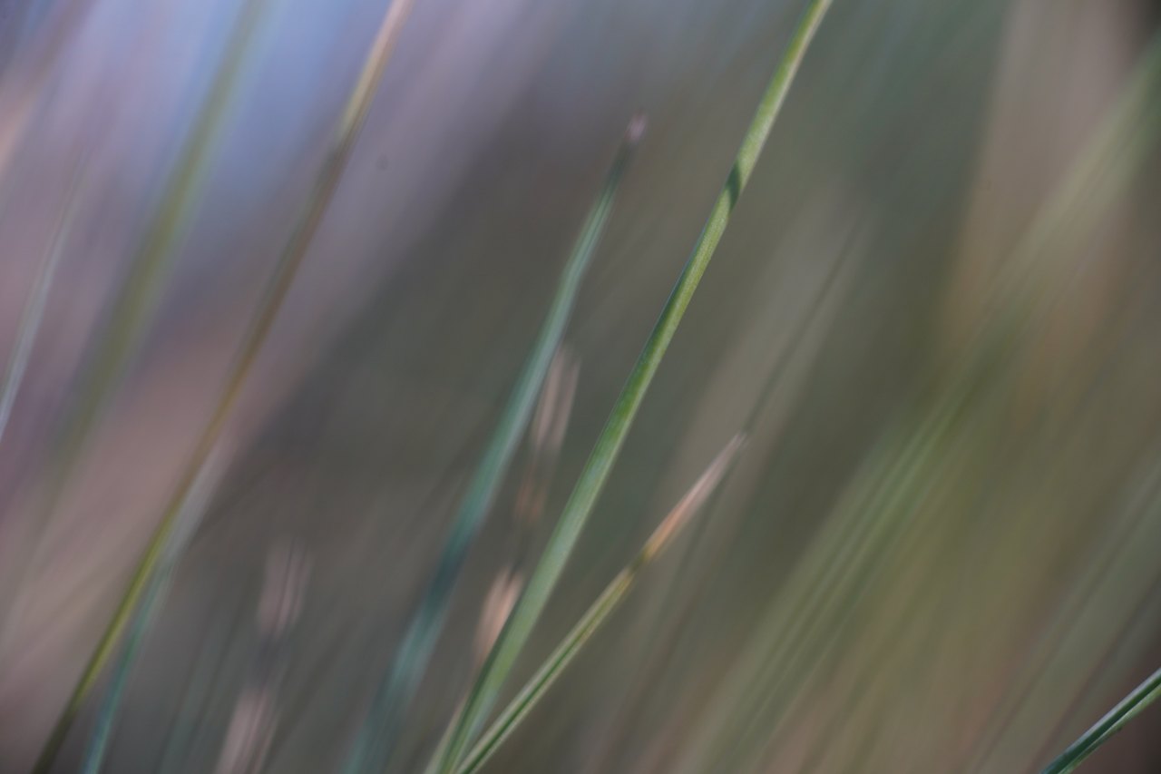 Gräser im hellen Gegenlicht, weich und offen