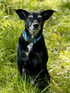 Schwarzer Hund mit grauem Maulkorb und blauem Halsband sitzt im grünen Gras.