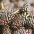 Homegrown organic mulberries – healthy and nutrient-rich