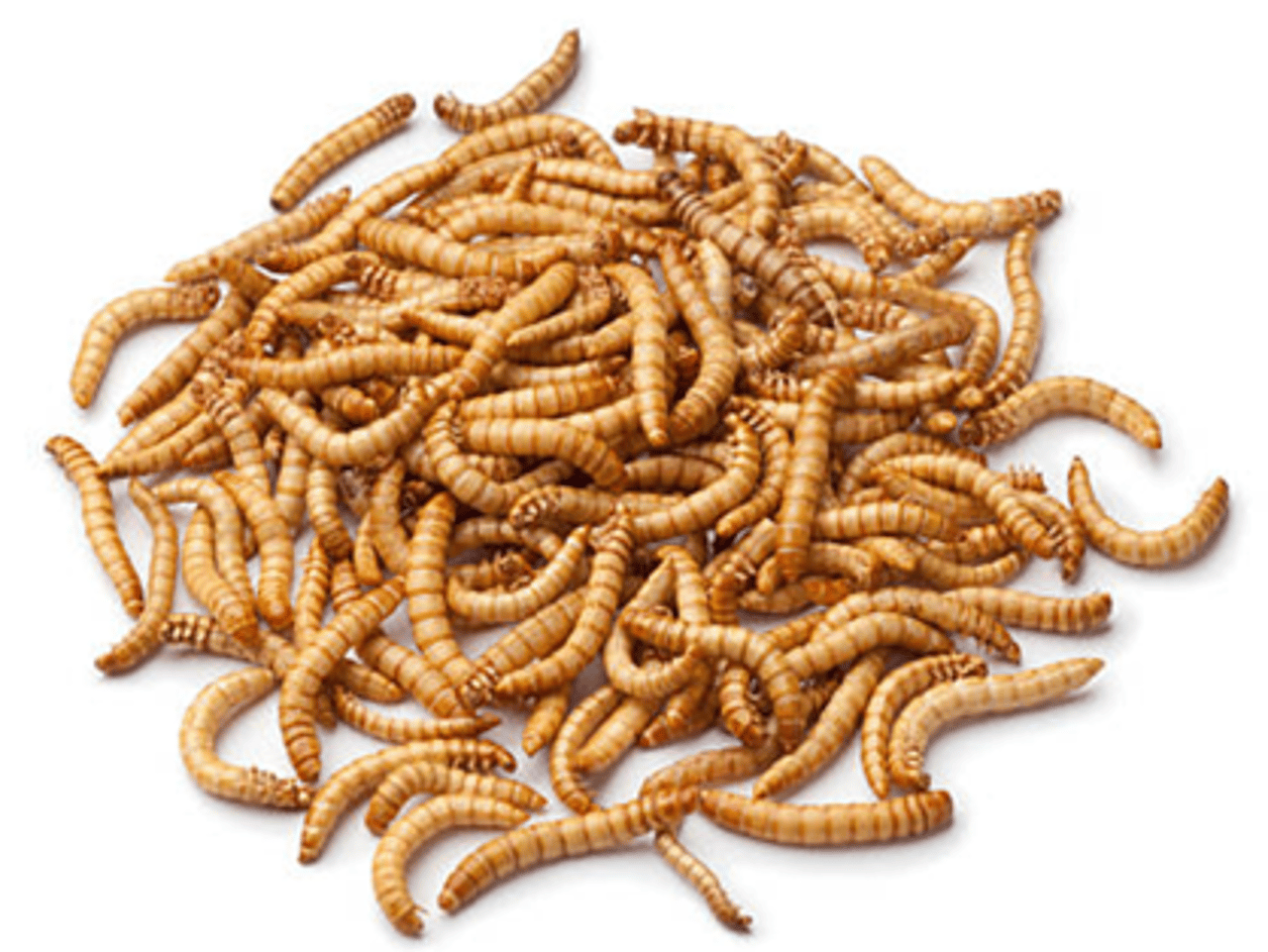 Mehlwurmlarven