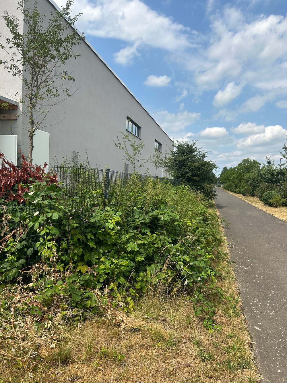 Zaun an einer Halle neben dem Radweg, zugewachsen mit Brombeeren