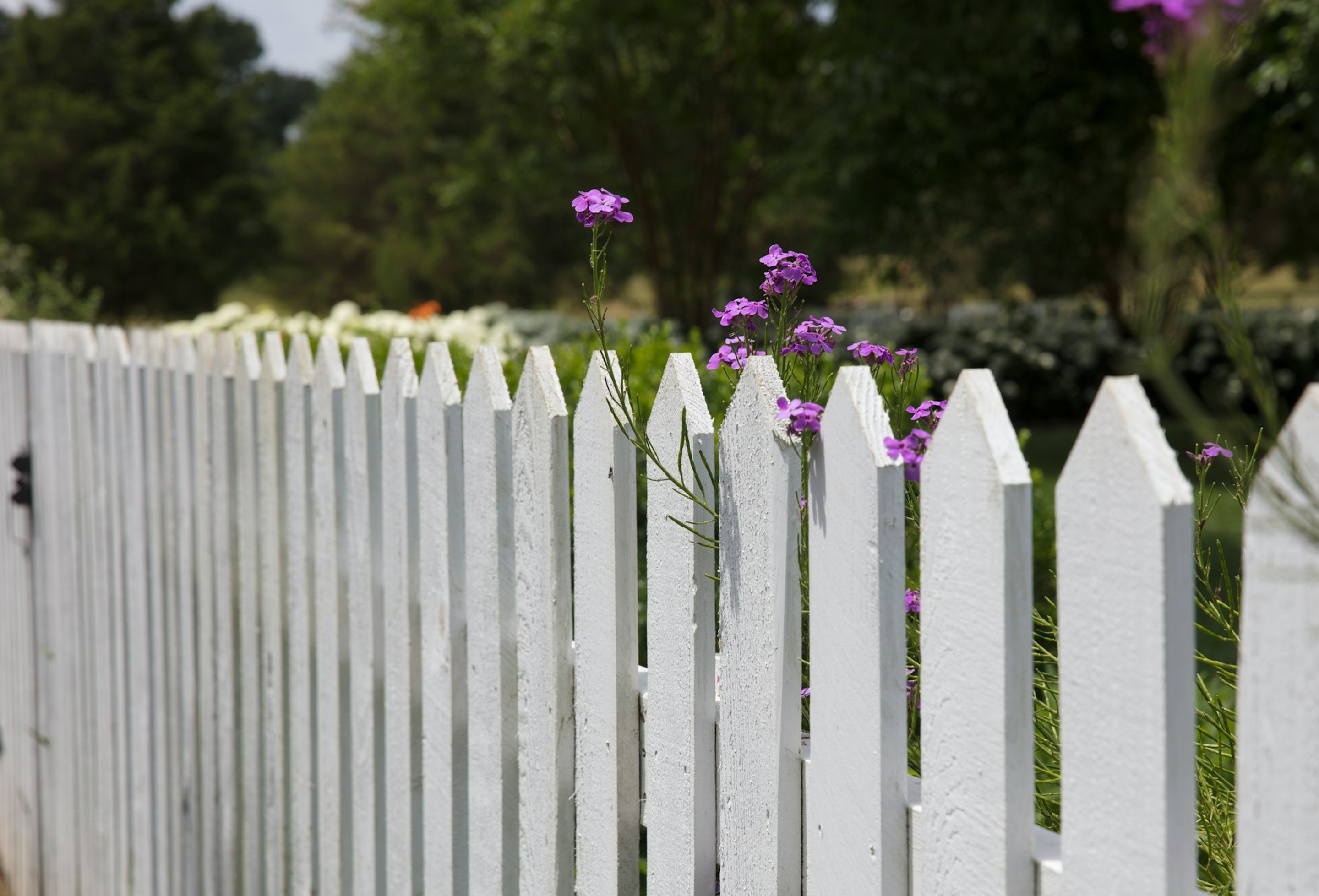 Weißer Lattenzaun vor grünem Garten