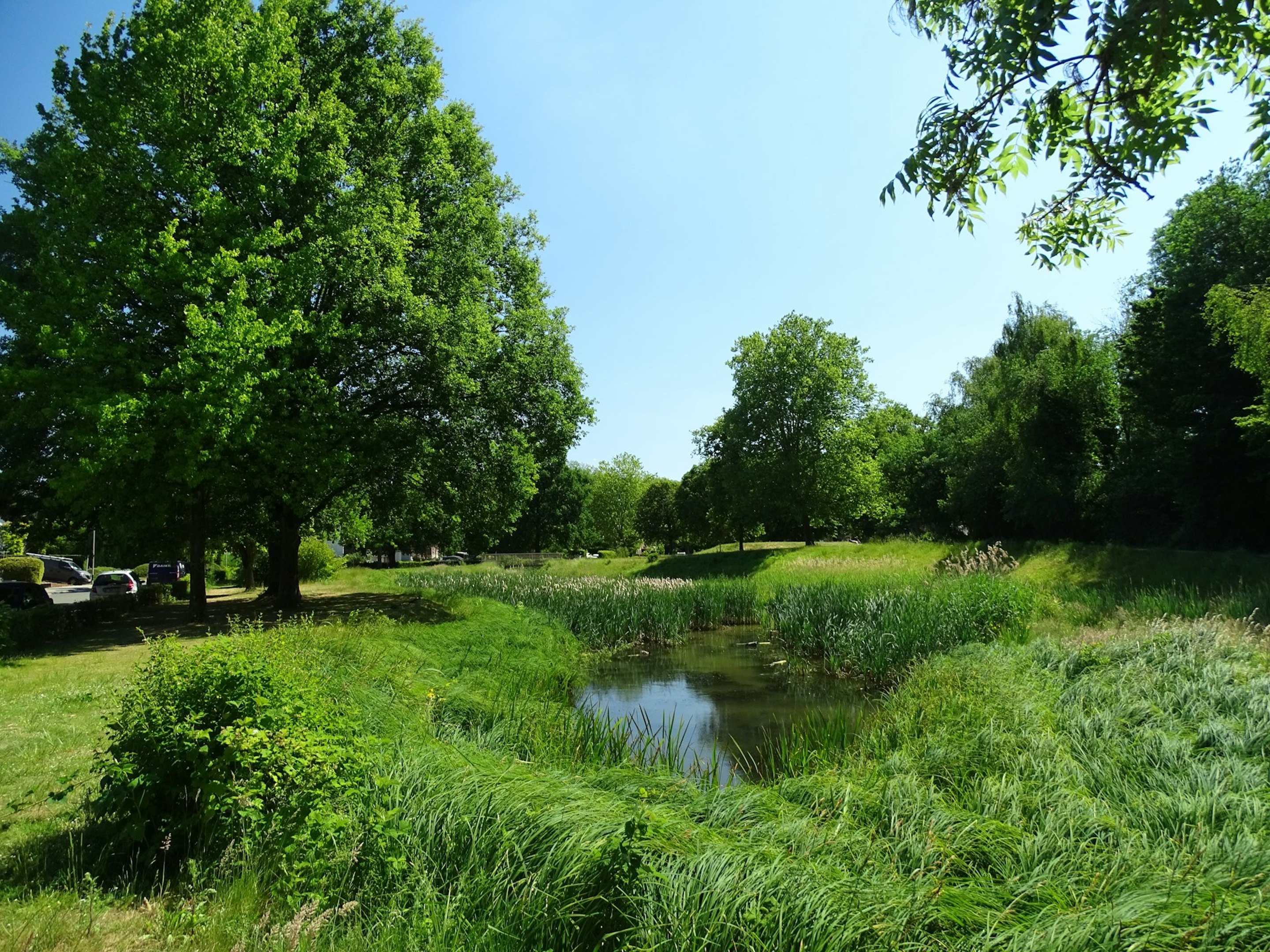 Teich mit Schilf, umgeben von grünen Bäumen