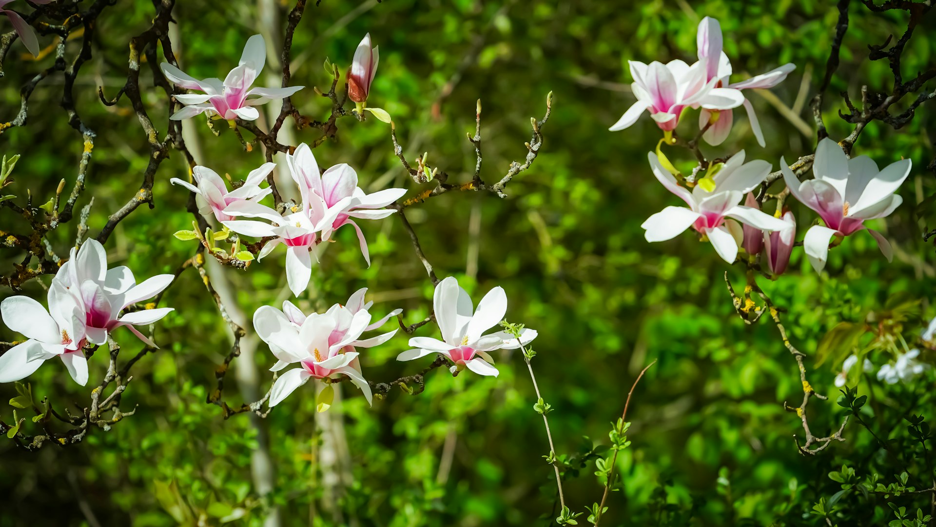 Gartenpflege im festen Rhythmus