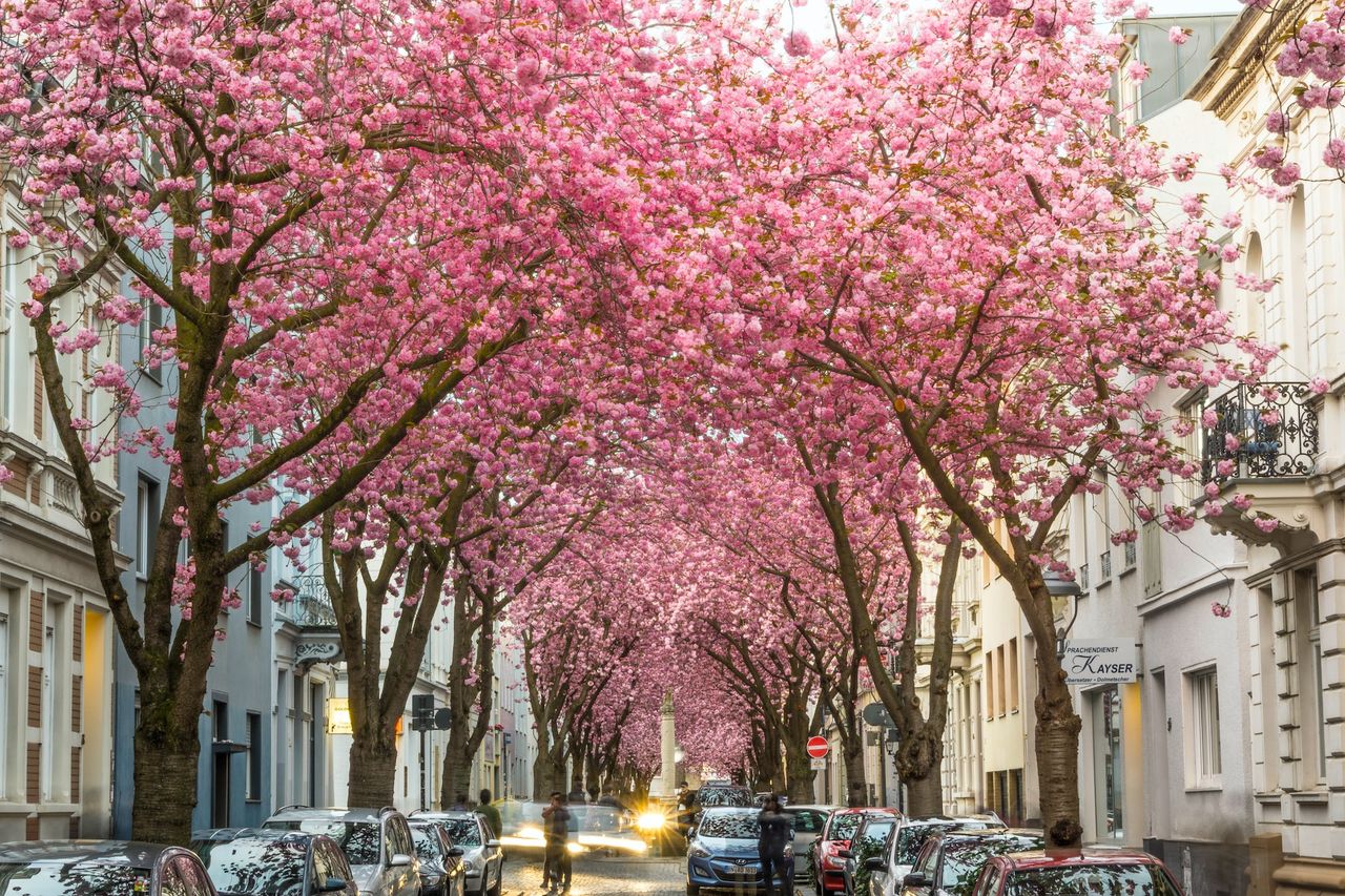 Kirschblüte in der Bonner Altstadt