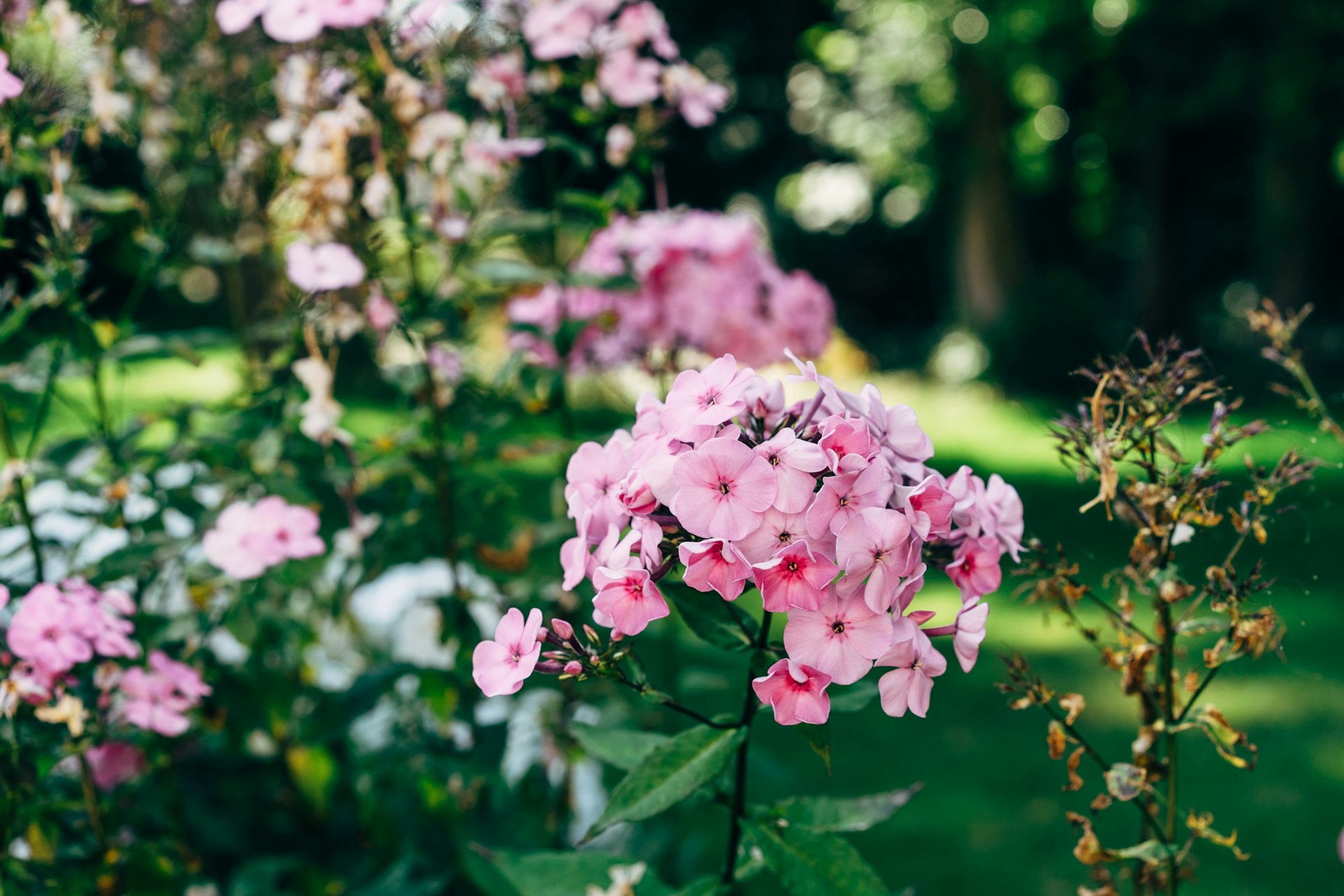 Rosa blühende Sträucher in einem gepflegten Garten