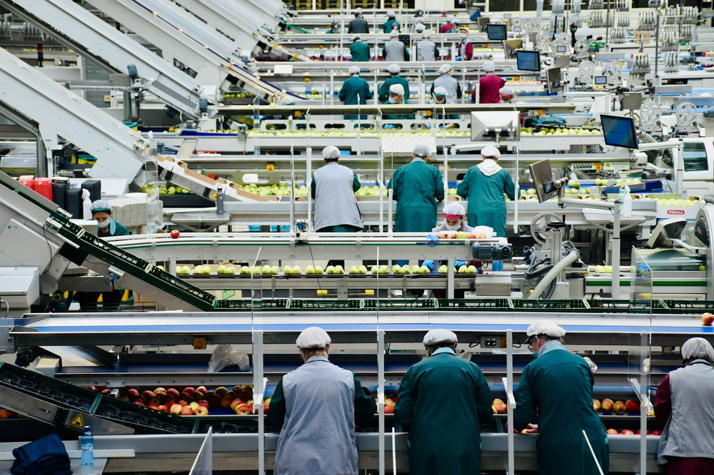 Mitarbeitende an Sortierbändern in einer Obstverarbeitungsanlage
